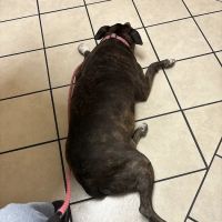 Southwest Animal Hospital ico