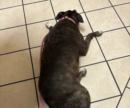 Southwest Animal Hospital