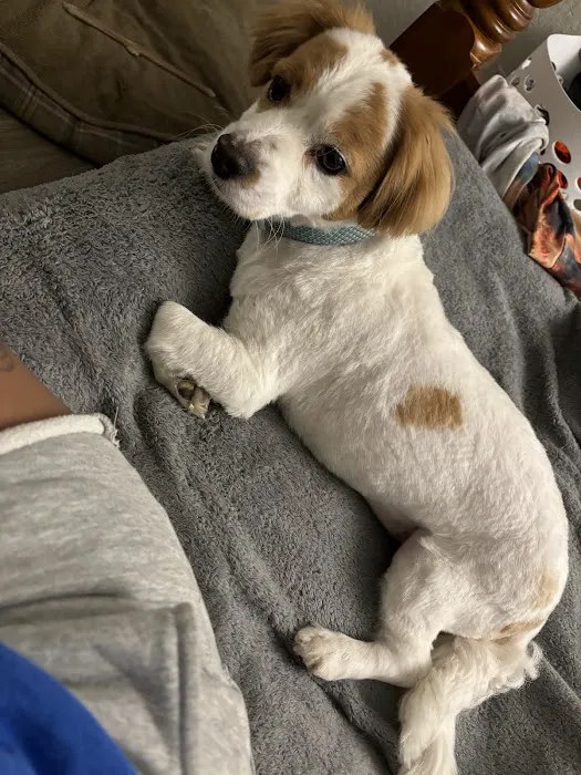 Southwest Animal Hospital Picture 10