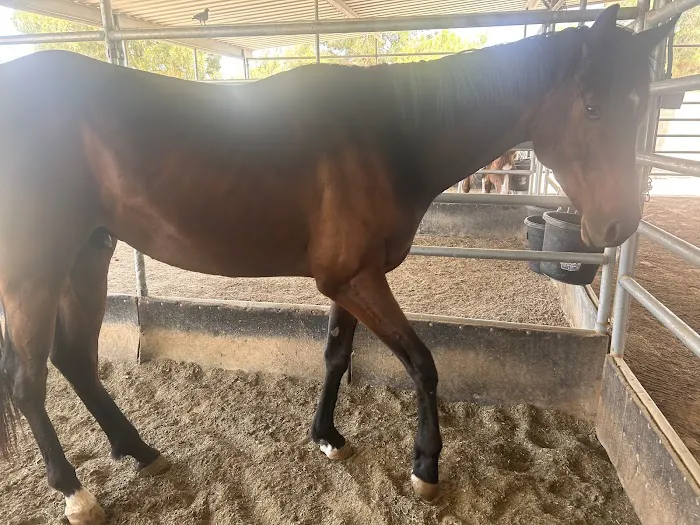 Desert Pines Equine Center Picture 2