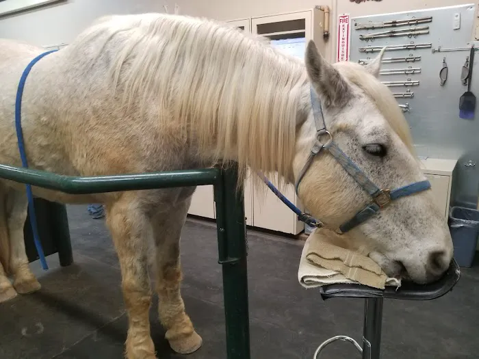Desert Pines Equine Center Picture 1