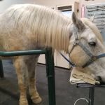 Desert Pines Equine Center