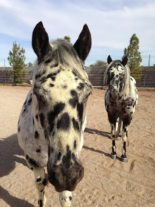 Desert Pines Equine Center Picture 3