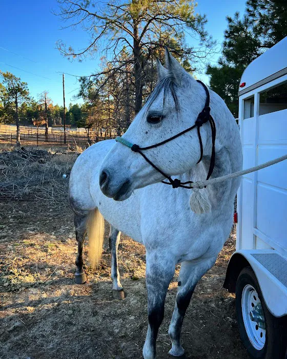 Desert Pines Equine Center Picture 6
