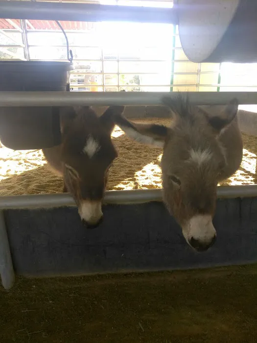 Desert Pines Equine Center Picture 5