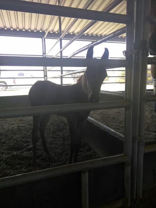 Desert Pines Equine Center Picture 8