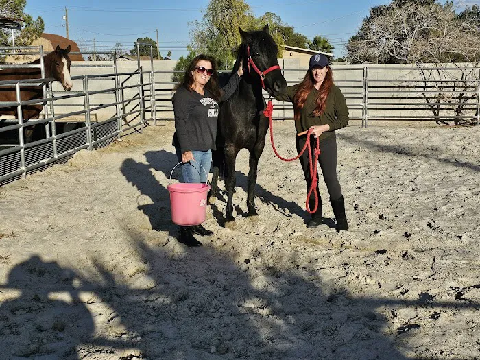 Desert Pines Equine Center Picture 9