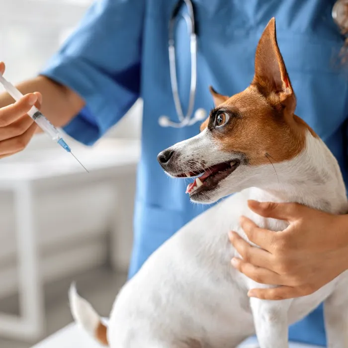 Caring Hands Animal Hospital Picture 2