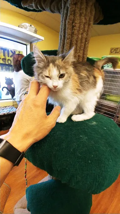 Caring Hands Animal Hospital Picture 3