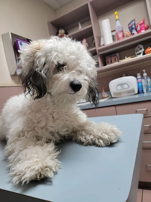 Caring Hands Animal Hospital Picture 8