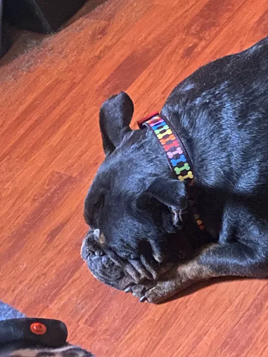 Veterinary Emergency + Critical Care North Rainbow Picture 1
