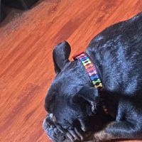 Veterinary Emergency + Critical Care North Rainbow ico