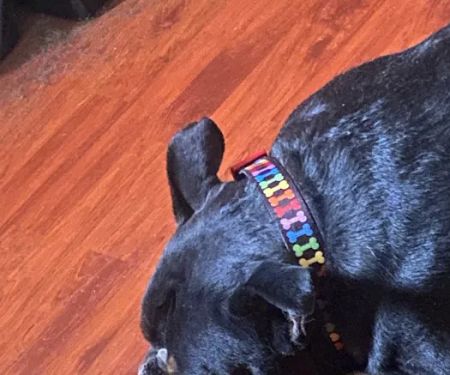 Veterinary Emergency + Critical Care North Rainbow