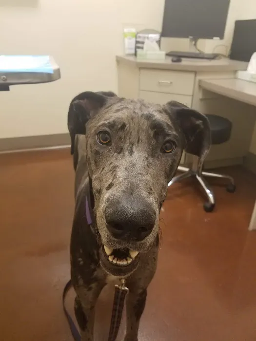 Veterinary Emergency + Critical Care North Rainbow Picture 8