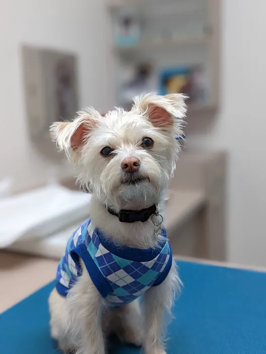 South Shores Animal Hospital Picture 2