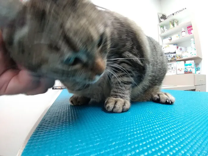 South Shores Animal Hospital Picture 6