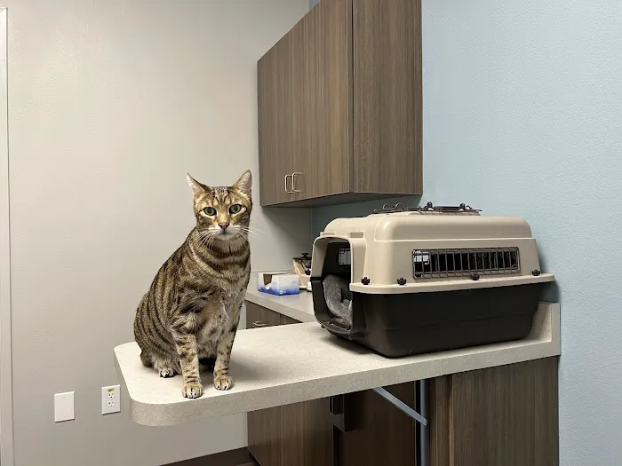 South Shores Animal Hospital Picture 8