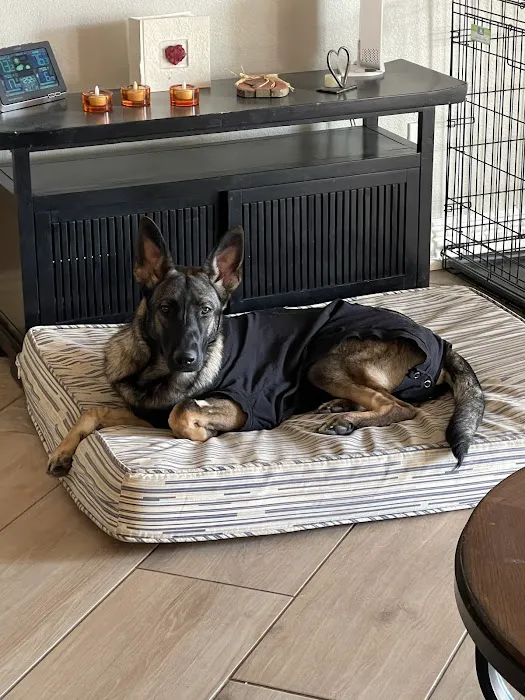 South Shores Animal Hospital Picture 7