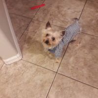 Cheyenne West Animal Hospital ico