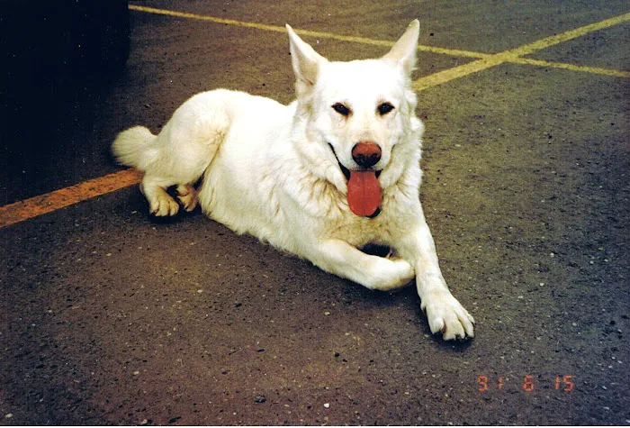 Pecos-Russell Animal Hospital Picture 1