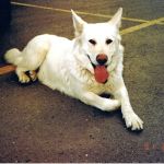 Pecos-Russell Animal Hospital