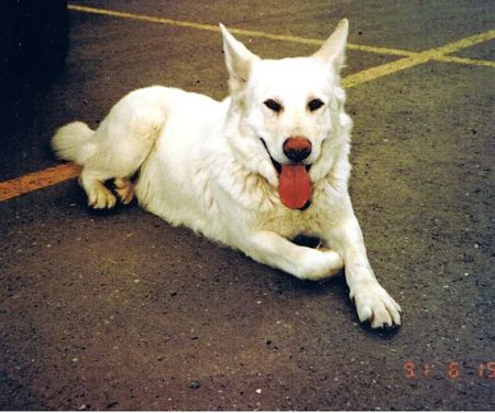 Pecos-Russell Animal Hospital