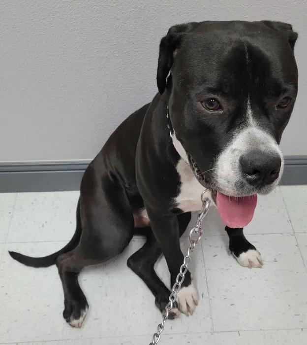 Pecos-Russell Animal Hospital Picture 3