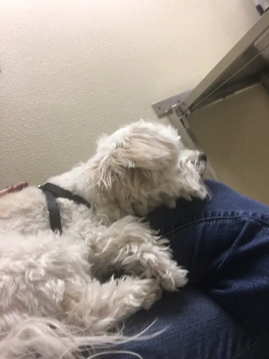 Sunset Eastern Animal Hospital Picture 3