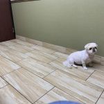 Green Valley Animal Hospital: Rose Jennifer DVM
