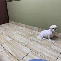 Green Valley Animal Hospital: Rose Jennifer DVM ico