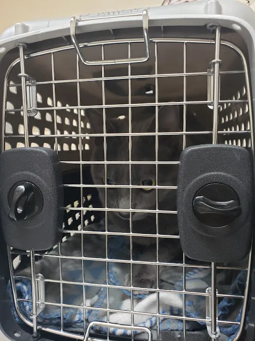 Green Valley Animal Hospital: Rose Jennifer DVM Picture 4