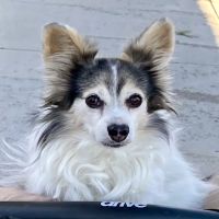 American Pet Hospital ico