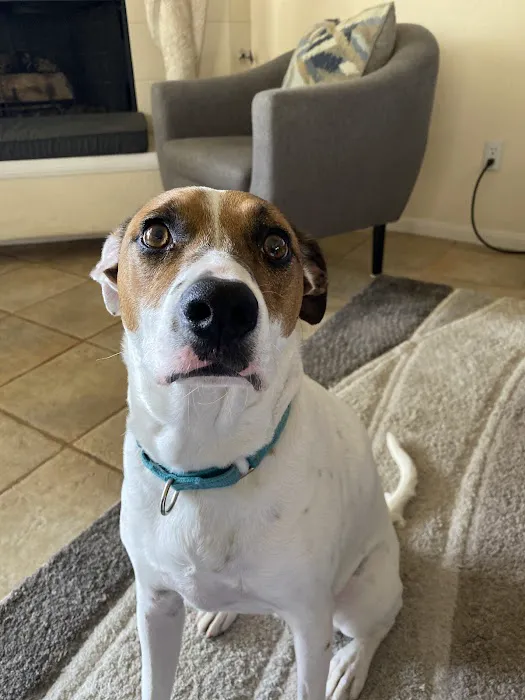 American Pet Hospital Picture 7