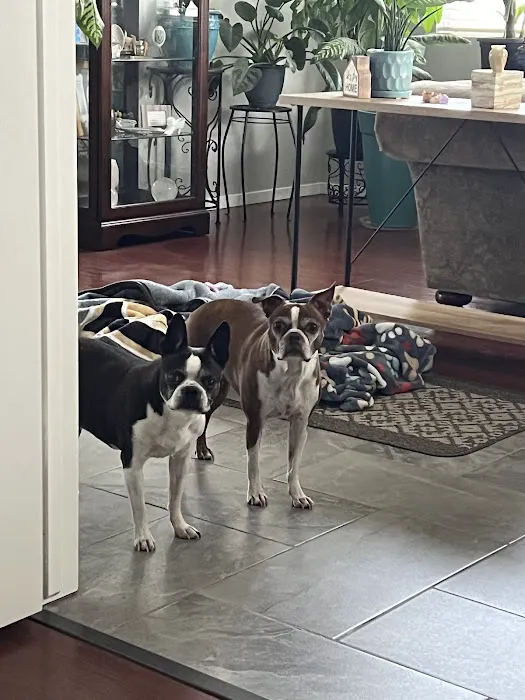 American Pet Hospital Picture 4