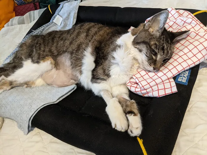 American Pet Hospital Picture 9