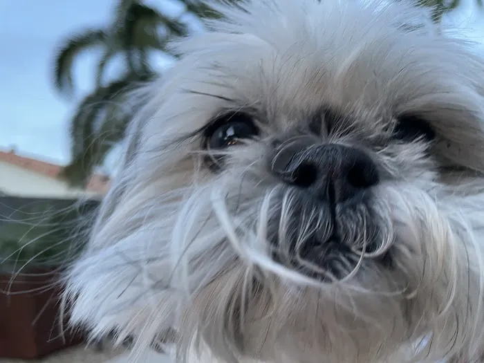 American Pet Hospital Picture 10