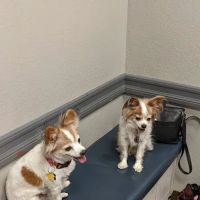 American Pet Hospital: Pond D Travis DVM ico