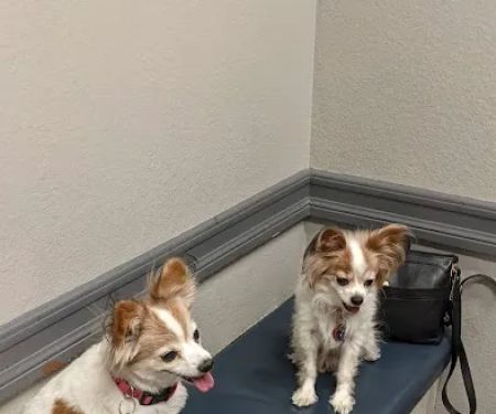 American Pet Hospital: Pond D Travis DVM
