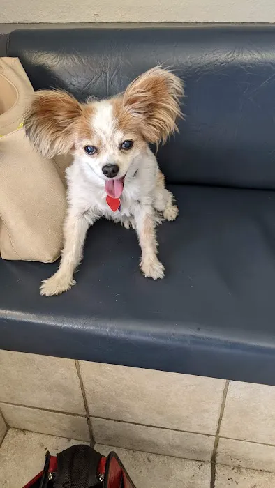 American Pet Hospital: Pond D Travis DVM Picture 3