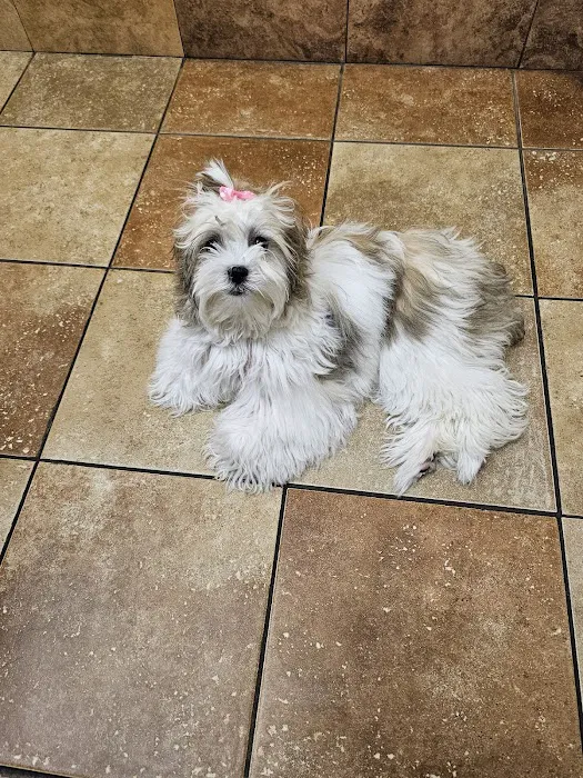 Banfield Pet Hospital Picture 6