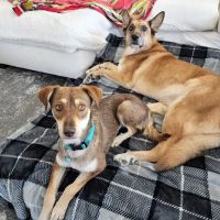 Aliante Animal Hospital ico