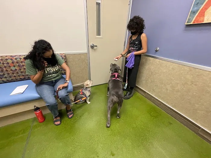 Aliante Animal Hospital Picture 3
