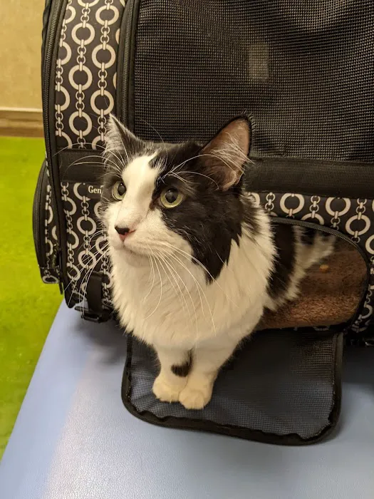 Aliante Animal Hospital Picture 8