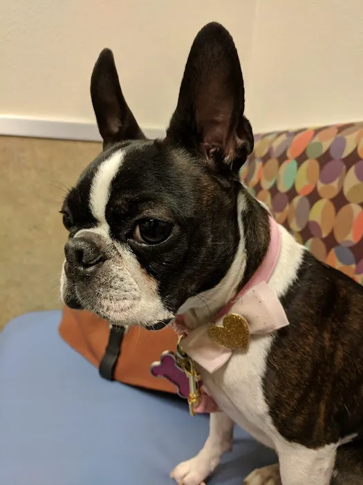 Aliante Animal Hospital Picture 6