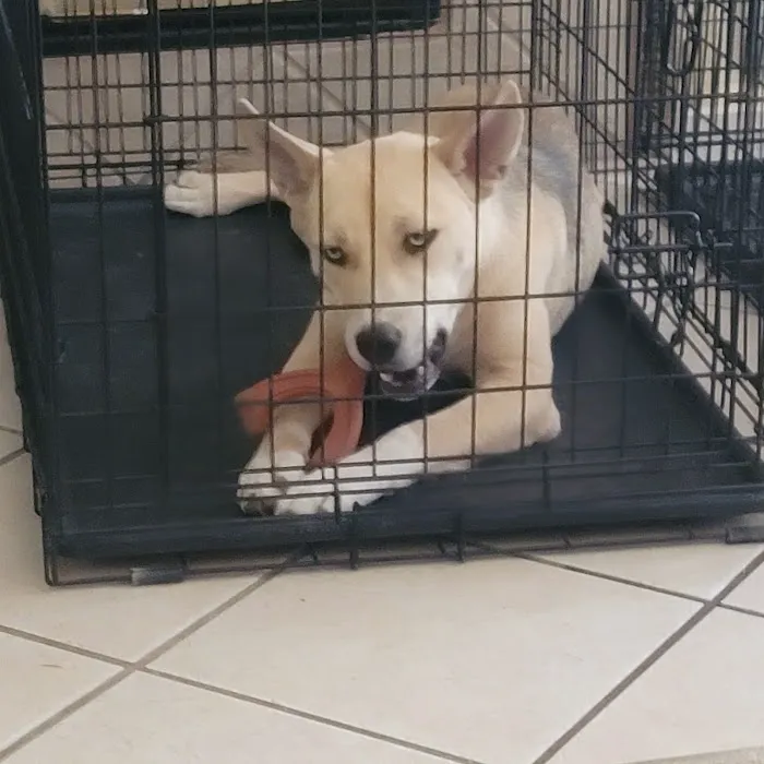 Aliante Animal Hospital Picture 10
