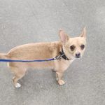 Dewey Veterinary Medical Center