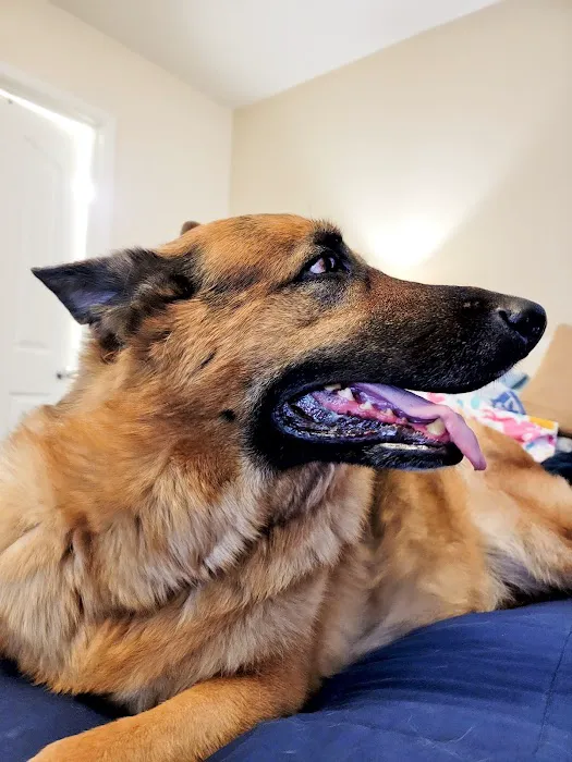 Dewey Veterinary Medical Center Picture 2