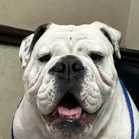 West Charleston Animal Hospital ico