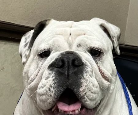 West Charleston Animal Hospital
