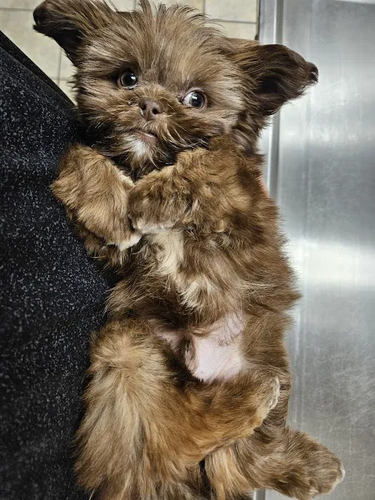West Charleston Animal Hospital Picture 2